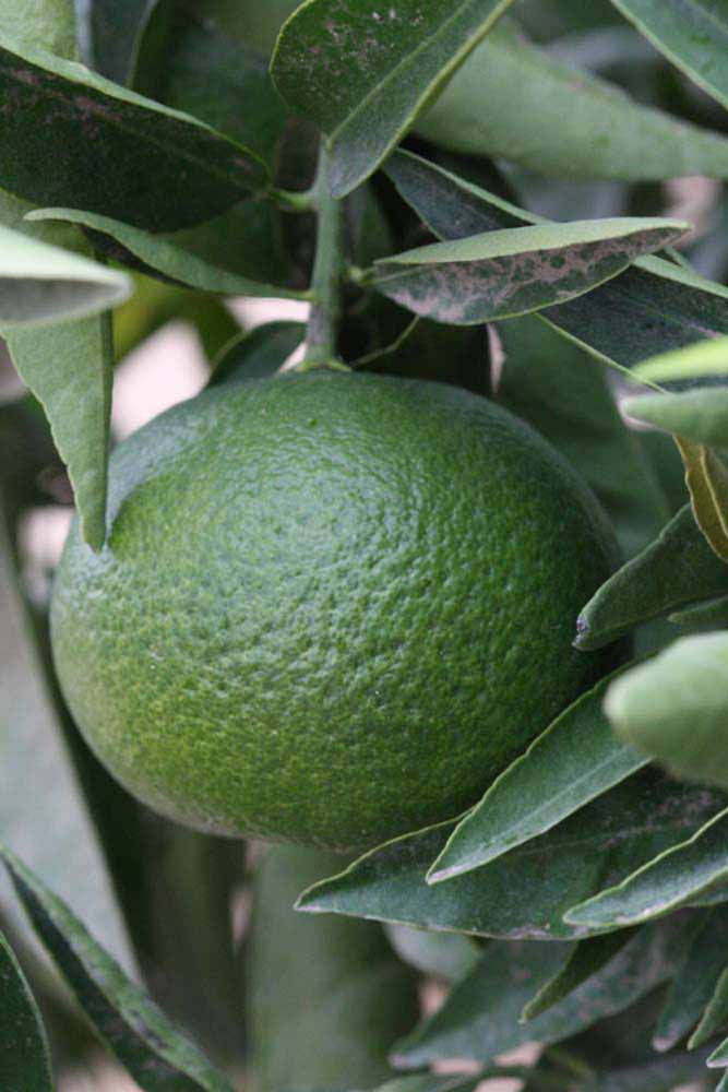              Immature fruit (Riverside, CA)       